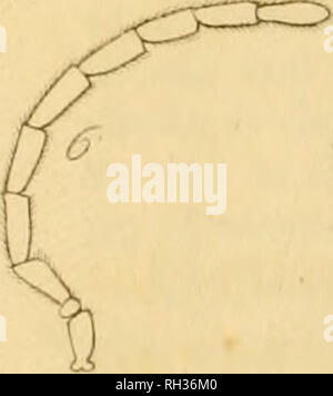 . Britische Entomologie;, Abbildungen und Beschreibungen der Gattungen von Insekten in Großbritannien und Irland gefunden: mit farbigen Abbildungen aus der Natur der seltensten und schönsten Arten, und in vielen Fällen der Pflanzen, auf denen sie zu finden sind. Insekten; Insekten; Botanik. 1-2.. Bitte beachten Sie, dass diese Bilder sind von der gescannten Seite Bilder, die digital für die Lesbarkeit verbessert haben mögen - Färbung und Aussehen dieser Abbildungen können nicht perfekt dem Original ähneln. extrahiert. Curtis, John, 1791-1862. London, Gedruckt für das Thema Stockfoto