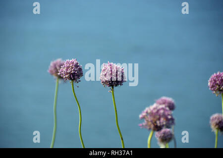 Wild Allium Blumen wachsen auf den Klippen der Küste Weg zwischen Petit Bot Bay von Icart Point auf Guernsey, Channel Islands.de. Stockfoto