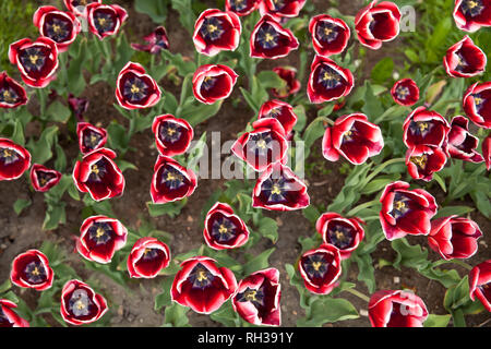 Mehrere Arten bunte Tulpen im Garten. Stockfoto