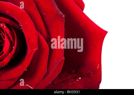 Red Rose Makro. Nahaufnahme der Blütenblätter. Twisted rote Farbe auf weißem Hintergrund. Stockfoto