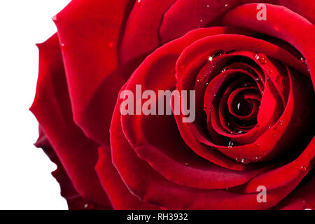 Red Rose Makro. Nahaufnahme der Blütenblätter. Twisted rote Farbe auf weißem Hintergrund. Stockfoto