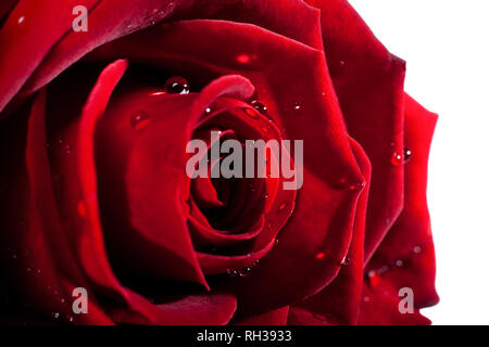 Red Rose Makro. Nahaufnahme der Blütenblätter. Twisted rote Farbe auf weißem Hintergrund. Stockfoto