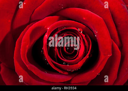 Red Rose Makro. Nahaufnahme der Blütenblätter. Twisted rote Farbe auf weißem Hintergrund. Stockfoto