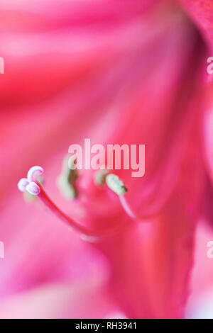 Staubblatt, close-up Stockfoto