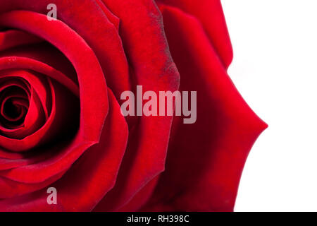 Red Rose Makro. Nahaufnahme der Blütenblätter. Twisted rote Farbe für den Hintergrund. Stockfoto