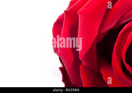 Red Rose Makro. Nahaufnahme der Blütenblätter. Twisted rote Farbe für den Hintergrund. Stockfoto