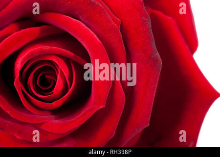 Red Rose Makro. Nahaufnahme der Blütenblätter. Twisted rote Farbe für den Hintergrund. Stockfoto