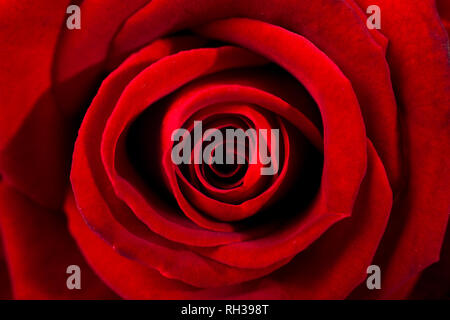 Red Rose Makro. Nahaufnahme der Blütenblätter. Twisted rote Farbe für den Hintergrund. Stockfoto