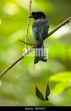 Schöner schwarzer Vogel, größere Racket-tailed Drongo, Dicrurus paradiseus, hocken auf einer Niederlassung in Singapur. Stockfoto