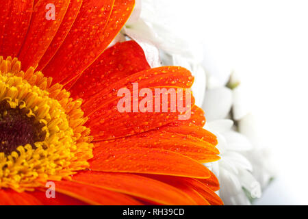 Orange Gerbera closeup auf Blütenblätter mit Wassertropfen. Orange Blütenblätter auf Makro- und weißen Hintergrund. Stockfoto