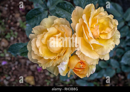 Rosa cv. Goldfinch; Rosaceae; Hybrid Multiflora, Polyantha; shurb; Blüte doppel Hellgelb, Alter weiß. Stockfoto