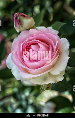 Rosa cv. Pierre de Ronsard; MEIviolin; Rosaceae; Klettern; shurb Large-Flowered Kletterer; Blüte double Creme, Carmine - rosa Rändern. Andere Namen EDEN, Ede Stockfoto