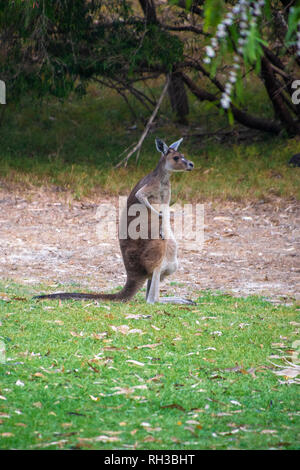 Australische Känguru steht in einer aufrechten Position in Australien Stockfoto