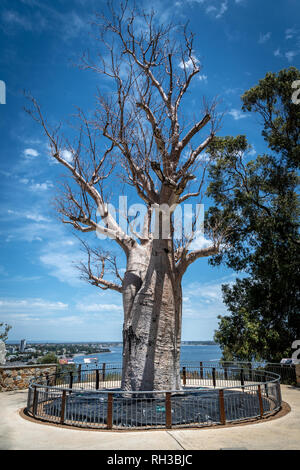 Adansonia digitata alias Baobab Baum ohne Blätter in Kingspark von Perth in Western Australia Stockfoto
