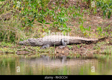 Mugger Crocodile [Crocodylus palustris] oder indischen Marsh Crocodile Ruhe am Wasser, Ranthambore Nationalpark, Indien Stockfoto