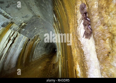 Fledermäuse im Tunnel Stockfoto