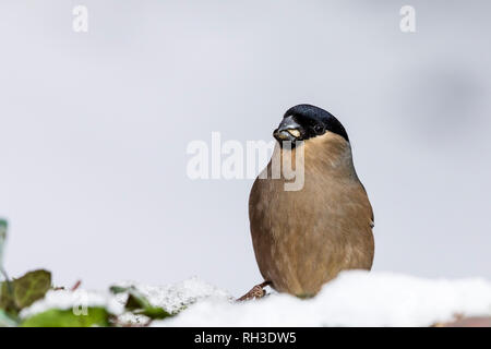 Weibliche Gimpel im Winter Schnee in Mid Wales Stockfoto