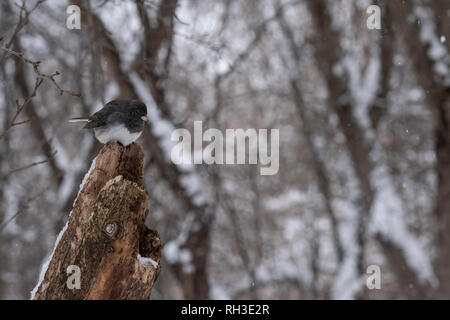 Ein Dark-eyed junco Sitzstangen auf einem toten Zweig Stockfoto