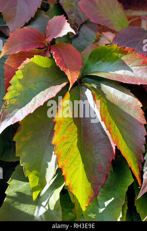 In der Nähe von Virginia Creeper - Parthenocissus subtomentosa Herbst bunte Laub Stockfoto
