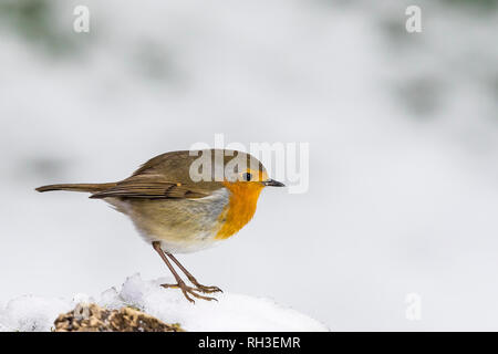 Robin im Winter Schnee in Mid Wales Stockfoto