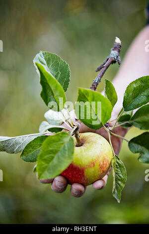 Childs Hände mit Apple Stockfoto