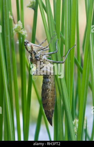 Larvale Haut oder exuvia einer Libelle, klammerte sich an den Stamm der Weiche rush, nachdem der Erwachsene hat heraus gekrochen Stockfoto