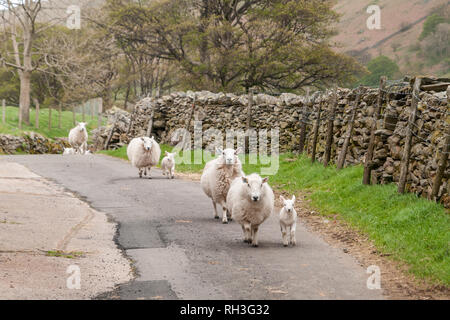 MARTINDALE, LAKE DISTRICT, Cumbria, VEREINIGTES KÖNIGREICH - 11. MAI 2015: eine Herde Schafe mit niedlichen kleinen Lämmer von einem lokalen Farm laufen auf der Straße n Stockfoto