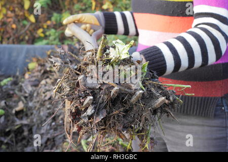 Weibliche Gärtner dreht, Kompost haufen Mischung und die Belüftung in der Küche Garten zu lösen, Großbritannien Stockfoto