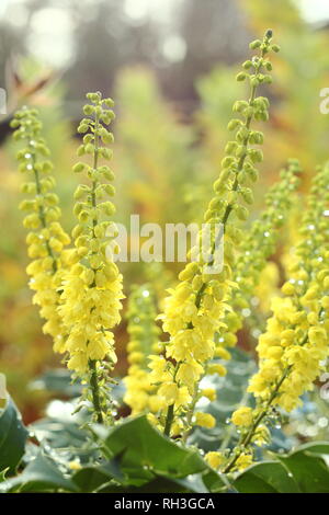 Mahonia x Media 'Nächstenliebe'. Winter Blumen von Mahonia 'Nächstenliebe' - auch als Mahonie 'Nächstenliebe', November, Großbritannien Stockfoto