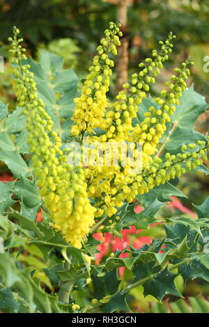 Mahonia x Media 'Winter Sun' Blüte in einem Garten Grenze, November, Großbritannien. Auch Mahonie 'Winter Sun" genannt. Stockfoto