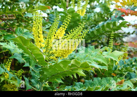 Mahonia x Media 'Winter Sun' Blüte in einem Garten Grenze, November, Großbritannien. Auch Mahonie 'Winter Sun" genannt. Stockfoto