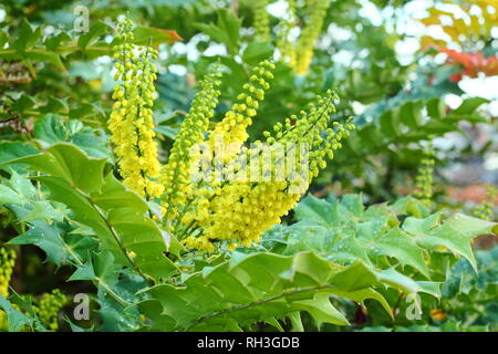 Mahonia x Media 'Winter Sun' Blüte in einem Garten Grenze, November, Großbritannien. Auch Mahonie 'Winter Sun" genannt. Stockfoto