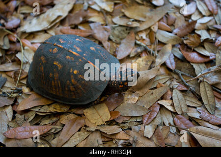 Fort Fisher, New Hanover County, North Carolina, USA Stockfoto