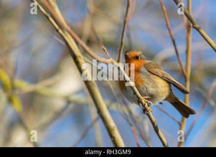 Robin Redbreast Erithacus rubecula thront auf Baum Stockfoto