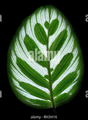 Blätter Calathea ornata Pin Stripe Hintergrund isolieren Stockfoto