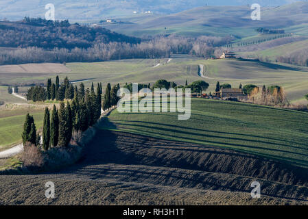 Die langen Schatten der Zypressen auf den Feldern der toskanischen Landschaft in der Provinz von Siena, Toskana, Italien Stockfoto