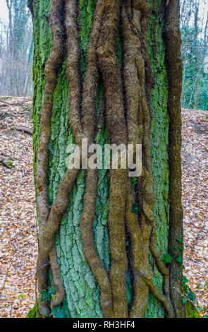 Baumstamm durch parasitäre Wurzeln eingeschnürt, Wenkenpark Basel, Schweiz. Stockfoto