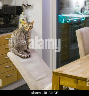 Männliche Bengalkatze kitten sitzen entspannt auf dem Stuhl Rückenlehne zu weit über die SCHIEFEN umkippen. Stockfoto