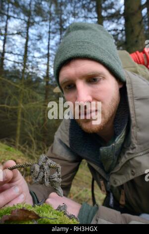 Baummarder (Martes martes) scat in Wales gefunden nach einer Wiedereinführung von Schottland, die Haare auf ein graues Eichhörnchen, eine große Beute Arten. Stockfoto