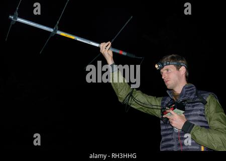 David Bavin radio-tracking Baummarder (Martes martes) Nachts nach Freigabe während einer Wiedereinführung Projekt aus Schottland, Wales, Sept. 2016. Stockfoto