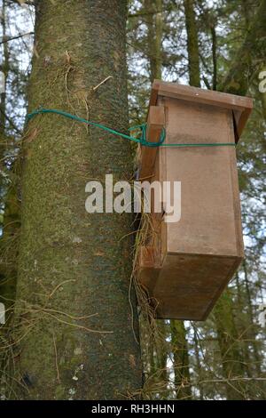 Holz- Höhle, um einer Kiefer für die Verwendung durch Baummarder (Martes martes) nach Wales von der Vincent Wildlife Trust, Cambrian Mountains wieder befestigt Stockfoto