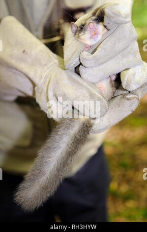 Genießbare/Fat Siebenschläfer (Glis Glis) statt bei einer Untersuchung in Wäldern, in denen dieses Europäische Arten, Buckinghamshire, Großbritannien etabliert hat. Stockfoto