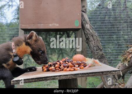 Baummarder (Martes martes) sniffing Essen auf einem Tisch in einem weichen release Käfig nach der Ankunft aus Schottland während einer Wiedereinführung, Ceredigon, Wales, Großbritannien Stockfoto