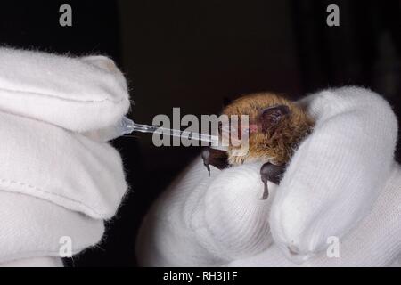 Whiskered bat (Myotis mystacinus) Wasser aus einer Pipette von Samantha Pickering am bat Rescue Center bei ihr zu Hause, Barnstaple, Devon, Großbritannien Stockfoto