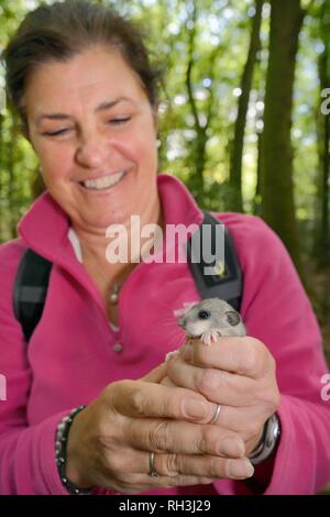 Junge Essbar/Fat Siebenschläfer (Glis Glis) in Wäldern, in denen dieses Europäische Arten etabliert hat, Buckinhhamshire, UK wiegen Stockfoto