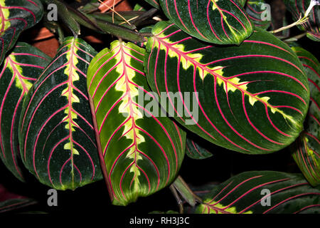 Gebet (Maranta leuconeura) Stockfoto