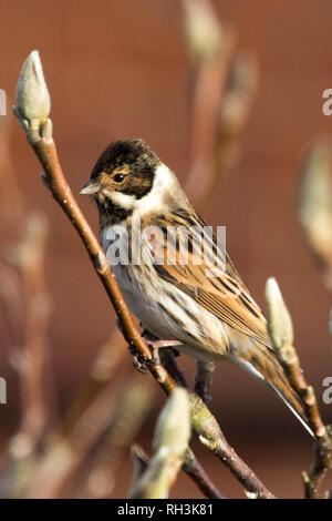 Reed Bunting Stockfoto