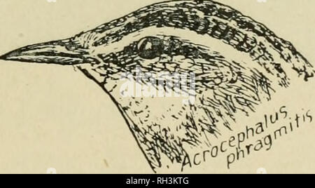. Britische Vögel. Vögel. C.B. BOLLENDORF: Holz - taube Diphtherie. 77 Schlund und Basis der Zunge und der Drüsen im Wiehern - bourhood vergrößert. Die Masse ist manchmal so groß wie ganz der Speiseröhre zu blockieren, obwohl es viel seltener zu finden ist die Luftröhre auf jedem möglichem Umfang gedrückt; die Teile rund um die "Membran" sind entzündet. Mit der Bildung dieses falsche Membran Tod des zugrunde liegenden Gewebe stattfindet, auch die Knochen betroffen; so in fortgeschrittenen Fällen war es üblich, der Schädelbasis, eine käsige Masse reduziert zu finden. In einigen wenigen Fällen die Membran erweitert Die gulle Stockfoto