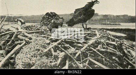 . Britische Vögel. Vögel. s. H. BAHR: STARTSEITE LEBEN DER FISCHADLER. 41 wild und wenn sie es taten swoop Es war ein sehr schwacher Schein, im Gegensatz zu Was hat an anderer Stelle geschrieben worden.* Einige der Anmerkungen uns ausgesprochen als infantile für eine so große Vogel anschlug, und erinnert uns stark an eine verlorene Huhn, in dem die Brut-hen. Wenn Sie verärgert, aber der Vogel zu einem durchdringenden Schrei klingen wie "kee - kee-kee-kee-ich-ich-ich" den letzten Teil, das ist, als ob ein Knochen aus dem Hals gehustet wurden geäußert. Wieder, wenn der Fisch, den sie nennen würde, sehr appropria Stockfoto