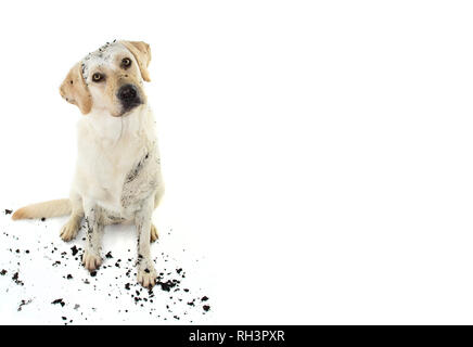 Dreckig Hund. Lustige schlammigen LABRADOR RETRIEVER NEIGEKOPF SEITE NACH DEM SPIEL IN ein SCHLAMMLOCH. Isolierte STUDIO SHOT vor weißem Hintergrund. Stockfoto